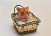 Thumbnail of postcard 'Basket Hamster'