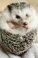 Thumbnail of postcard 'Hedgehog'