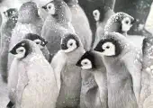 Thumbnail of postcard 'Penguins'