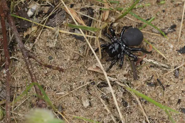 A large black spider, with a large abdomen and chonky short black legs walks on sand.