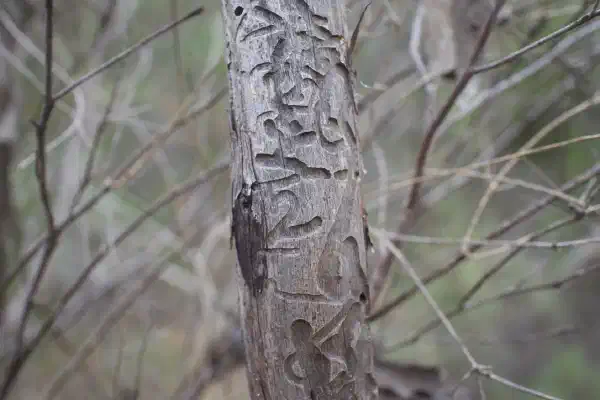 A tree branch, with many channels carved by wood boring insects. Some of the carved channels resemble symbols a human might carve