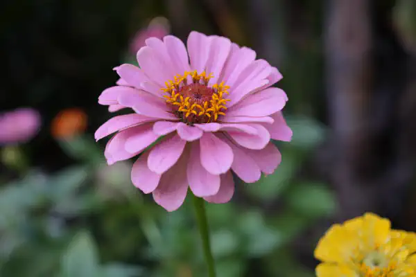 a pink petalled flower