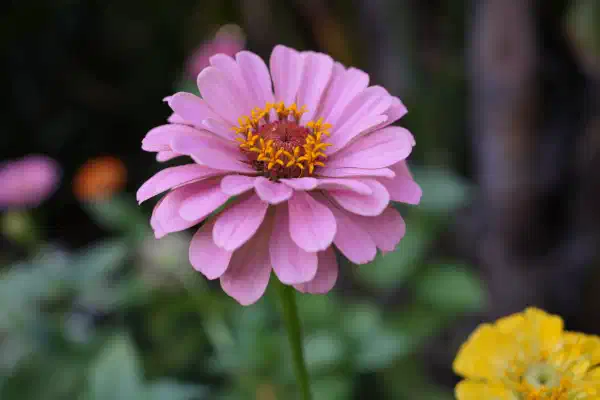 a pink petalled flower