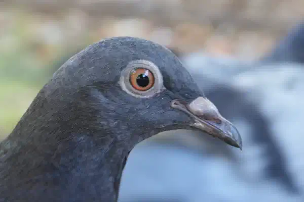 close up of a pigeon's head