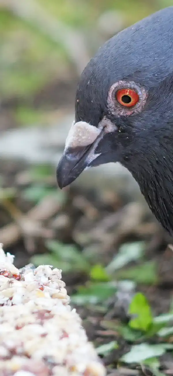 A pigeon's head in close up, with seed in the background